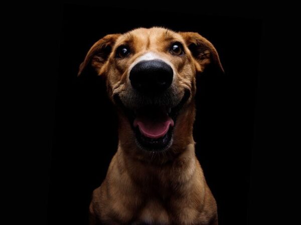 Photos for a rescued dogs adoption campaign